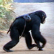 Illustration for article titled How Chimpanzees Mourn Their Dead